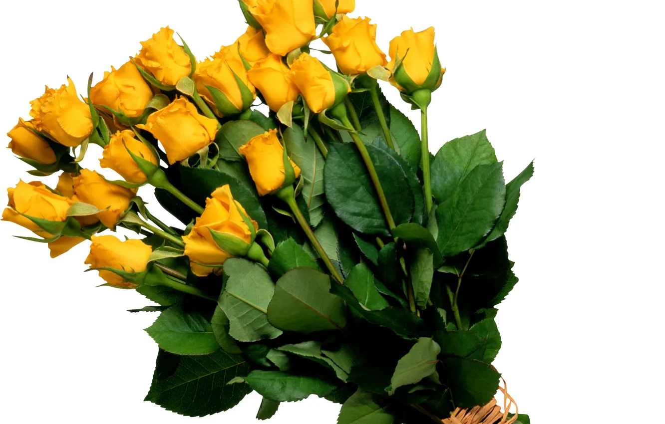 Фото обои цветок, цветы, розы, букет, желтые, жёлтые