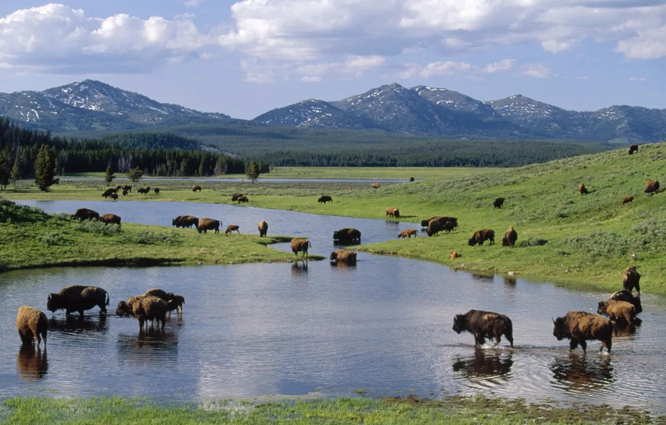 Фото обои park, national, american, wyoming, bison, yellowstone