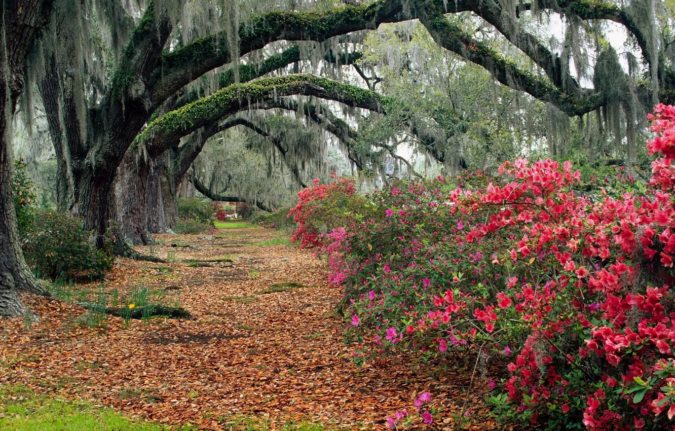 Фото обои листья, Charleston, Magnolia, South Carolina, магнолии