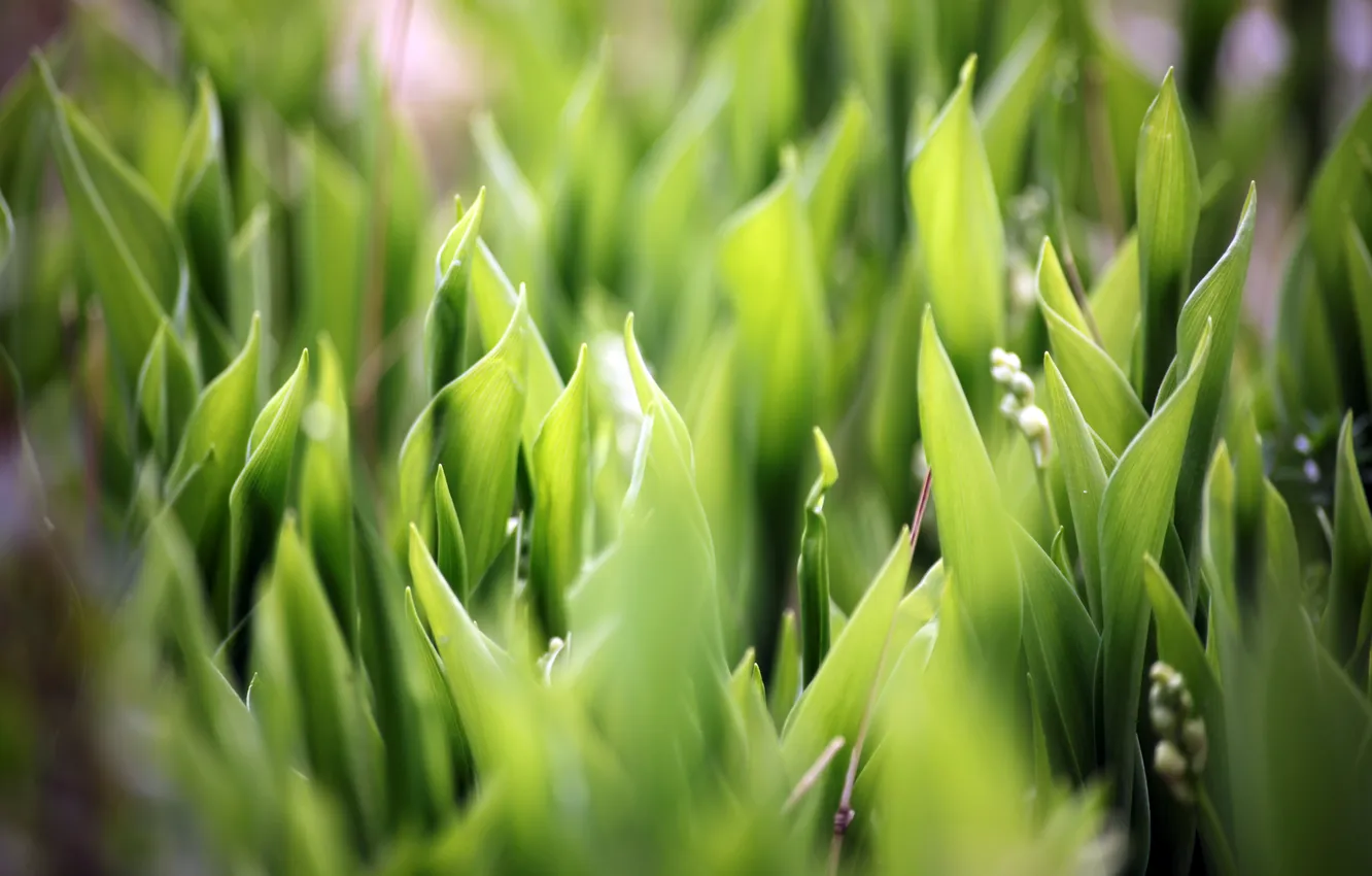 Фото обои трава, макро, природа, ландыши, macro, soft