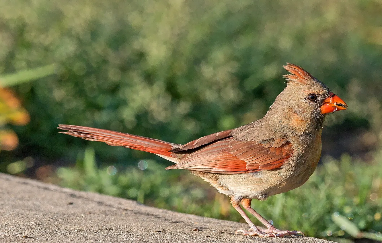 Фото обои природа, птица, клюв, хвост, кардинал