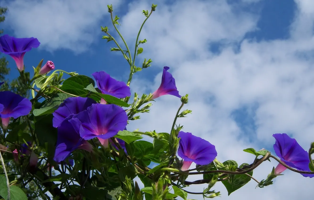 Фото обои фиолетовый, небо, облака, цветение, вьюнок, mamala ©