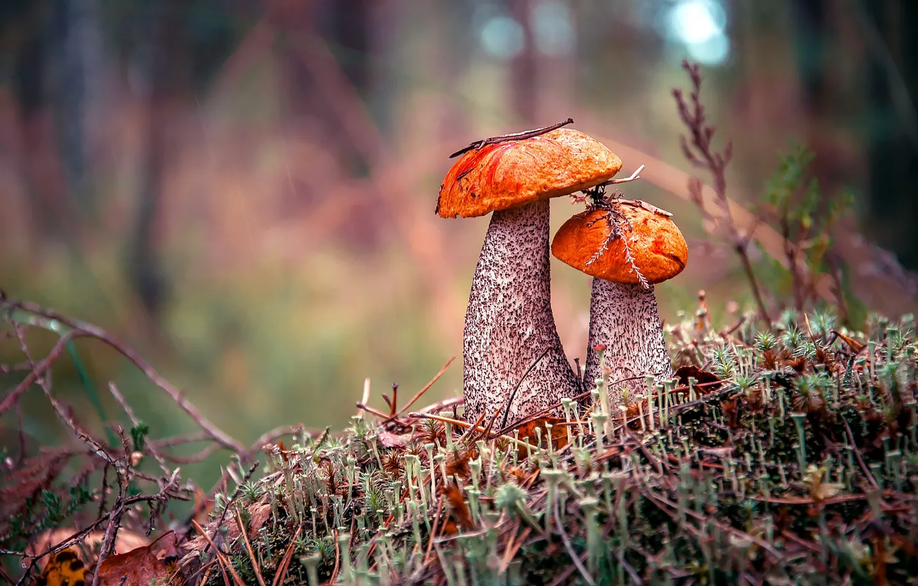 Фото обои осень, лес, грибы, подосиновик