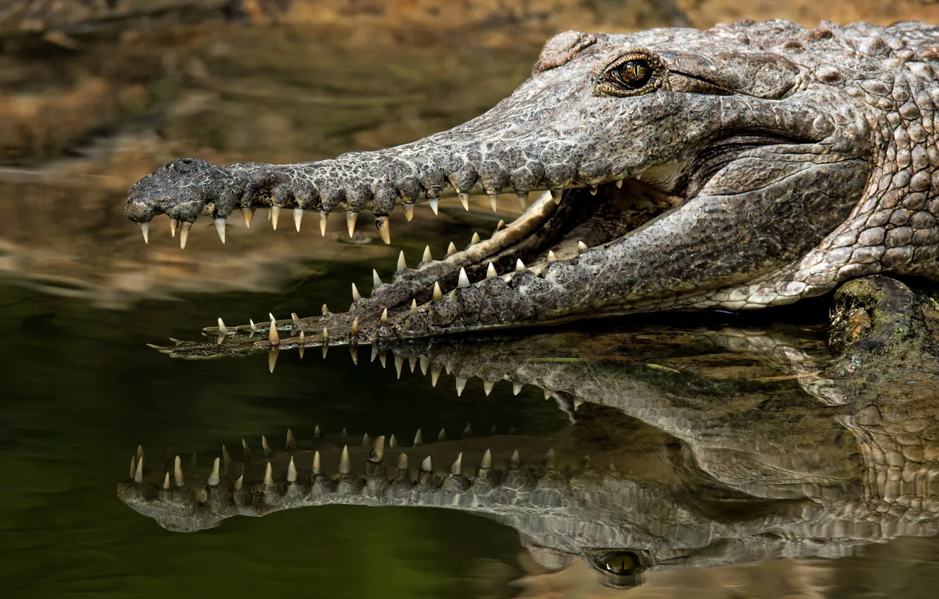 Фото обои морда, отражение, берег, зубы, крокодил, пасть, водоем, кайман