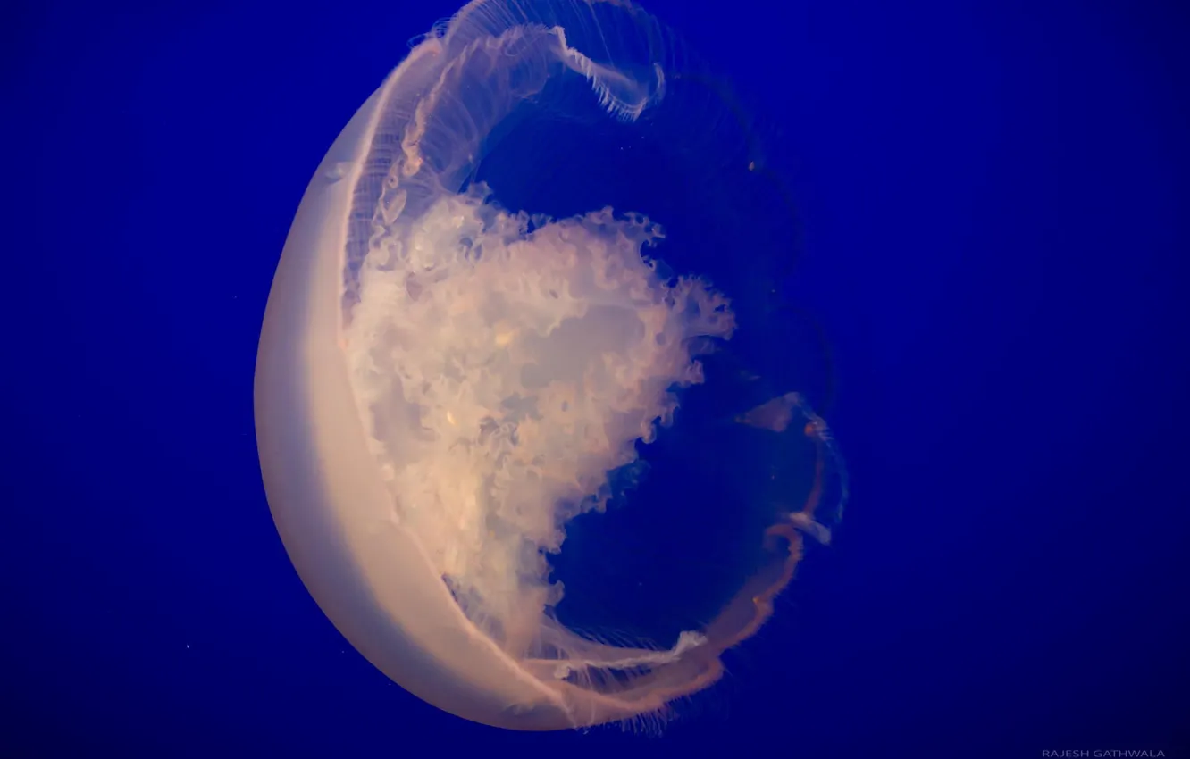 Фото обои океан, медуза, подводный мир