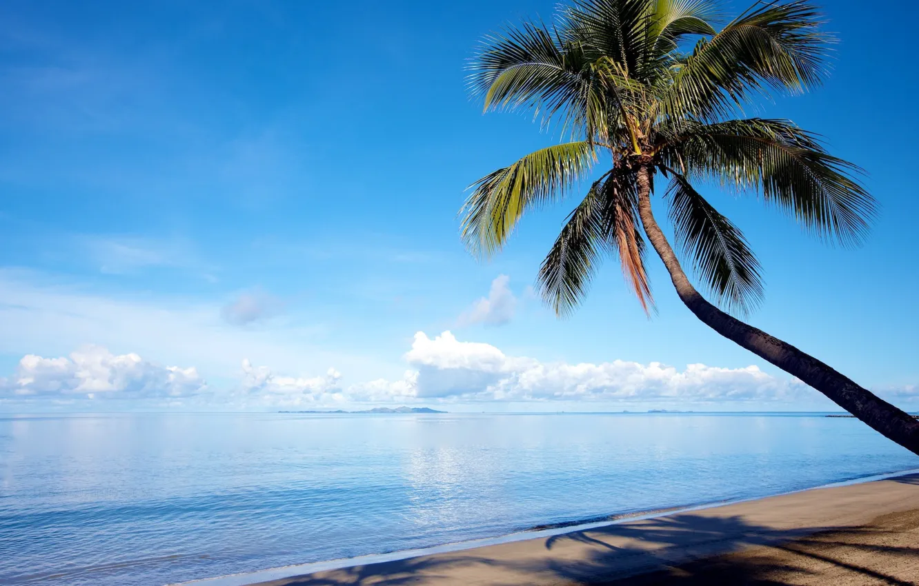 Фото обои песок, море, пляж, пальма