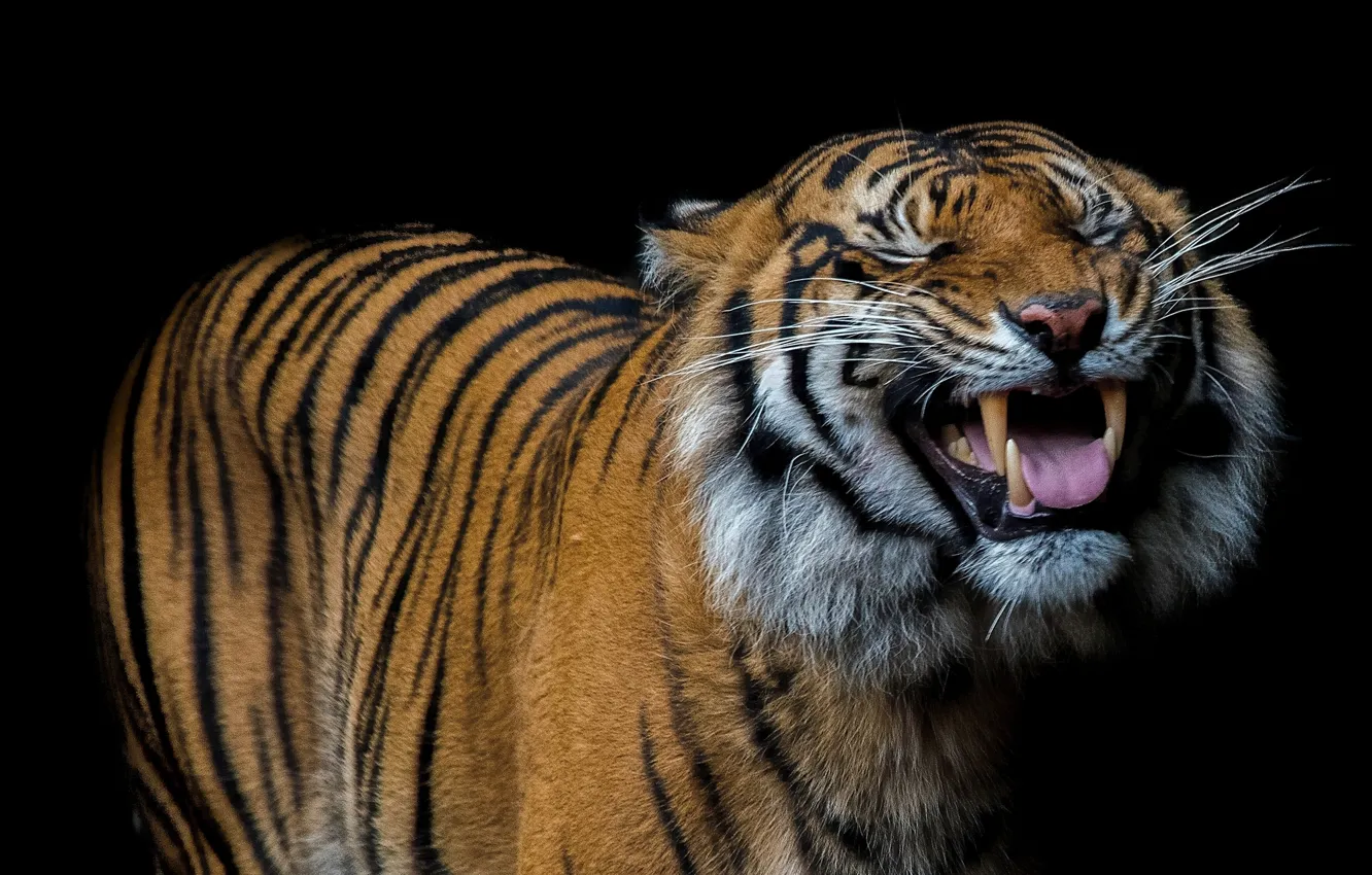 Фото обои язык, тигр, улыбка, клыки, чёрный фон