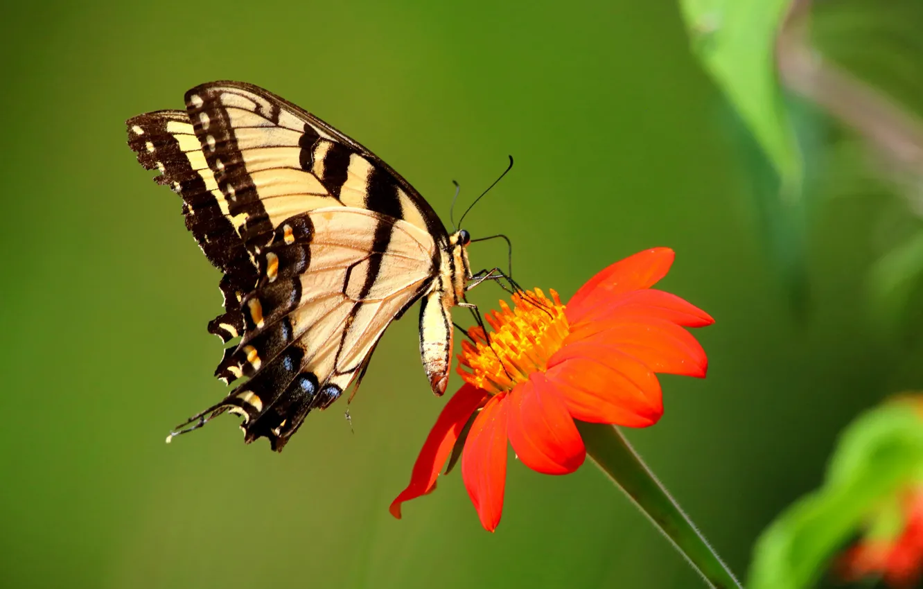 Фото обои цветок, бабочка, butterfly