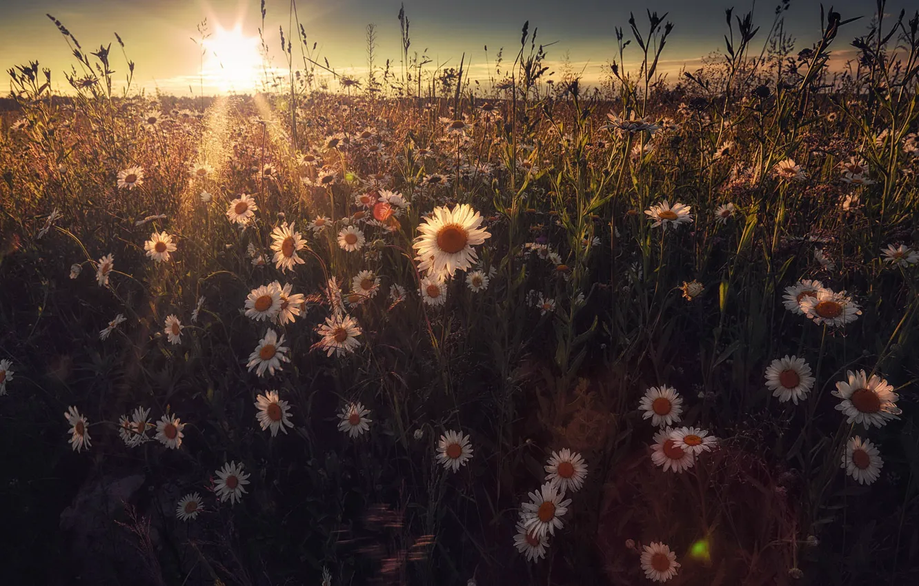 Фото обои поле, лето, небо, солнце, лучи, свет, цветы, рассвет