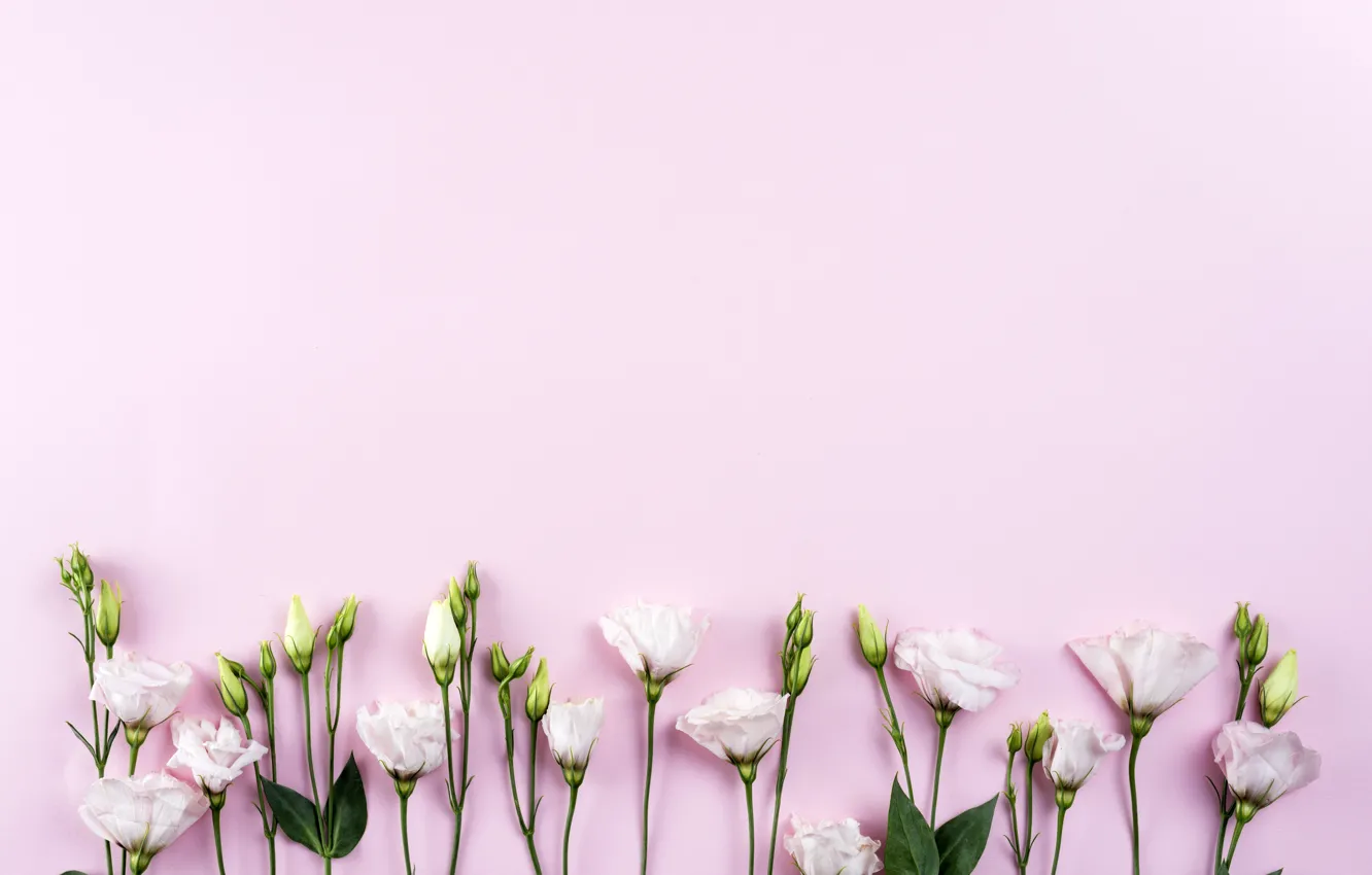 Фото обои цветы, white, белые, розовый фон, хризантемы, flowers, beautiful, romantic