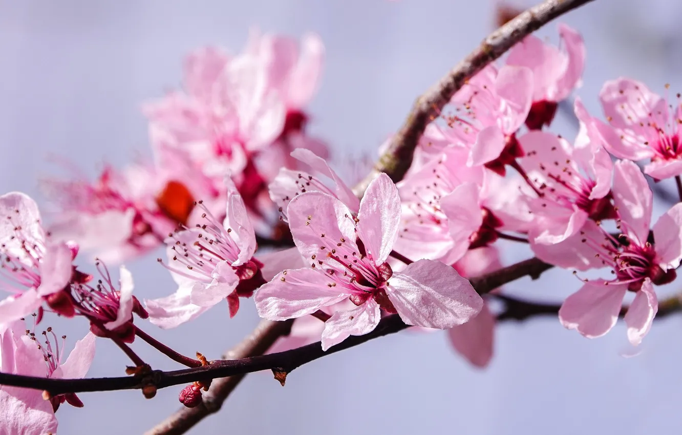 Фото обои макро, цветы, вишня, фон, ветка, весна, сакура, розовые