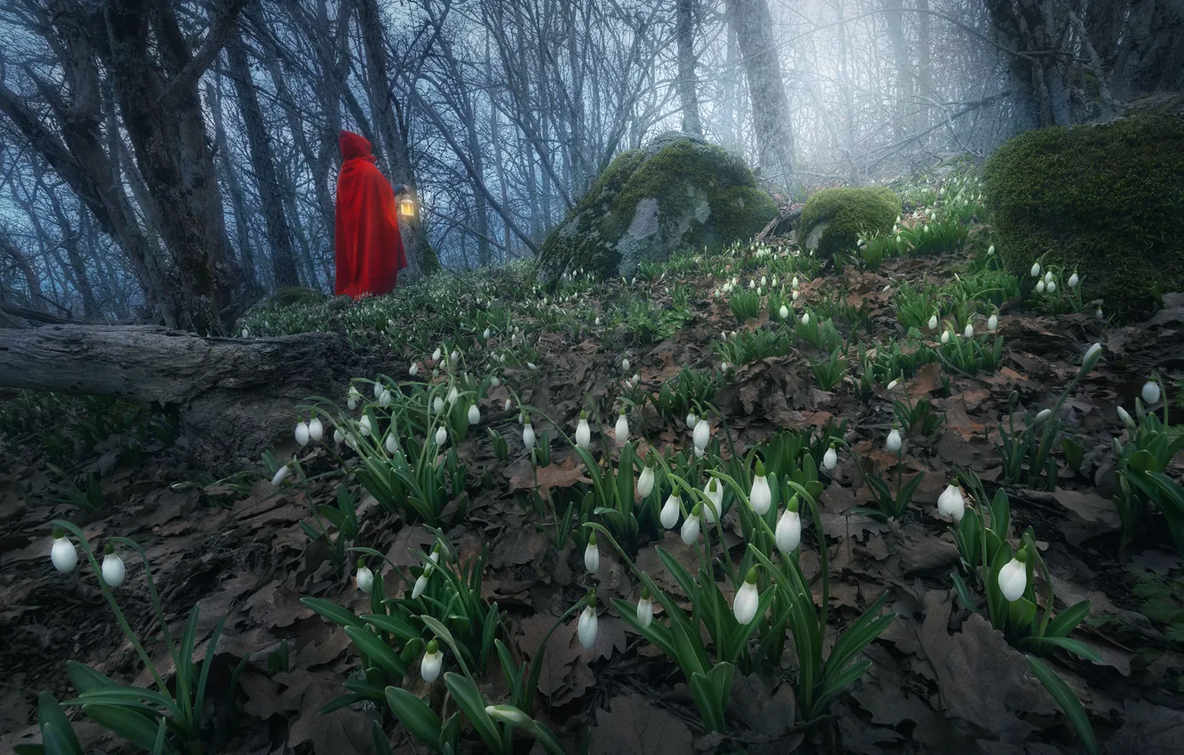 Фото обои лес, природа, туман, весна, утро, подснежники, первоцветы, Анна Политова