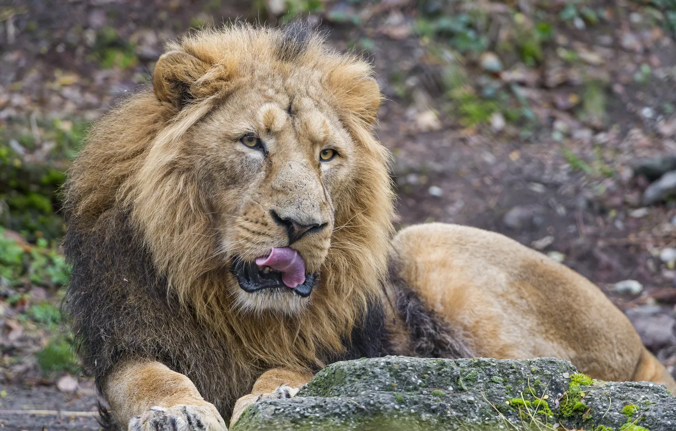 Фото обои язык, кошка, камень, лев, ©Tambako The Jaguar
