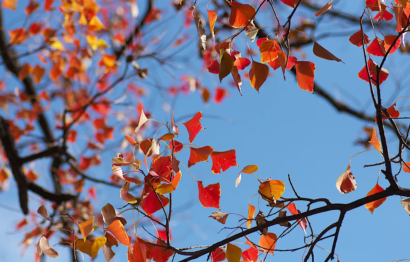 Фото обои осень, небо, листья, дерево, ветви, крона