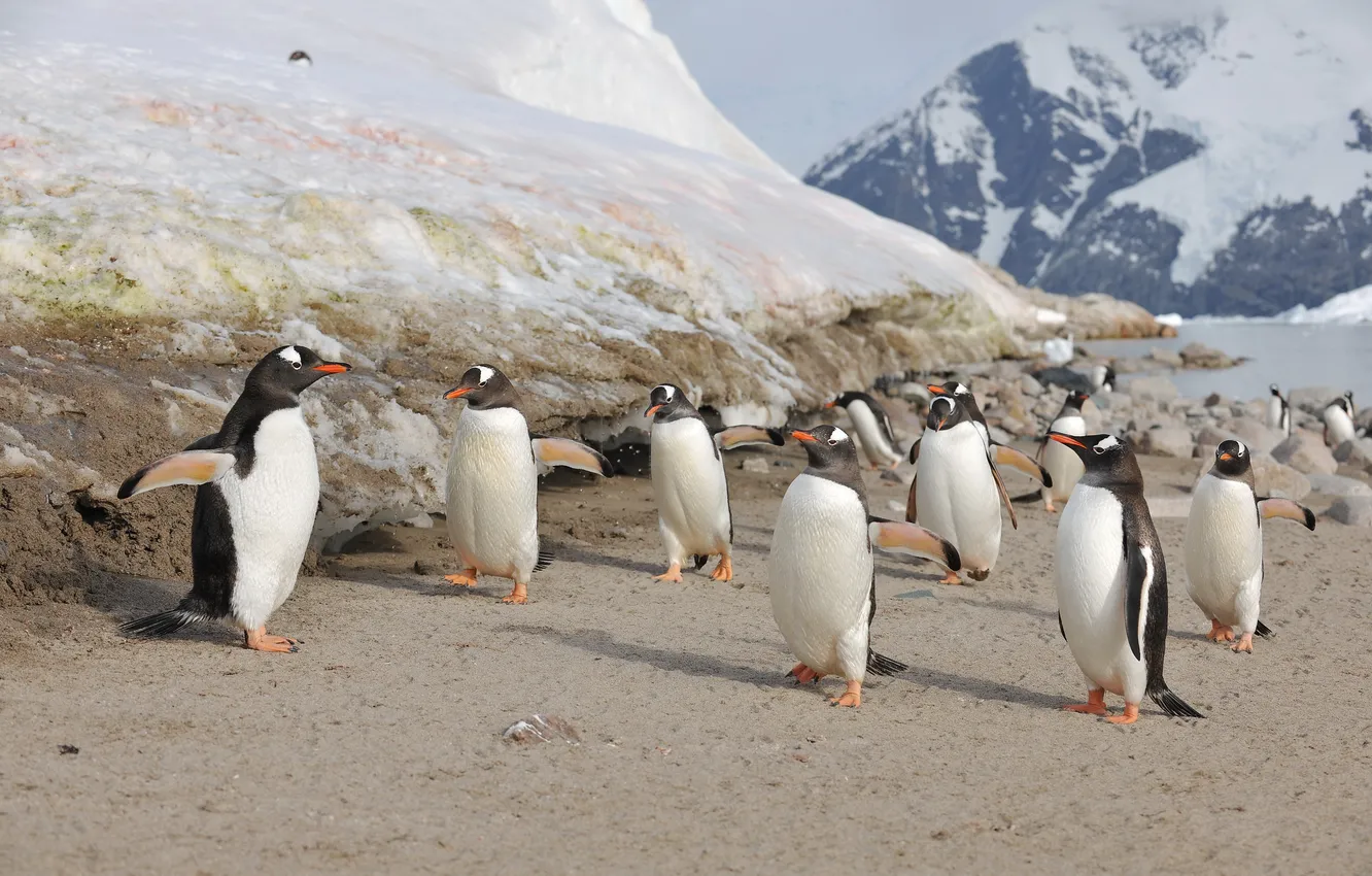 Фото обои птицы, пингвины, Антарктика
