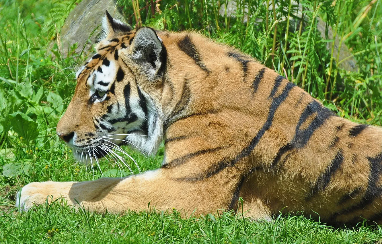 Фото обои трава, тигр, отдых, хищник