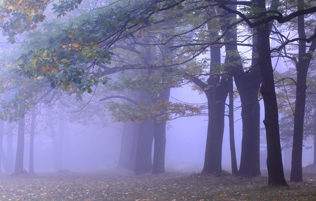 Фото обои осень, лес, деревья, ветки, туман, парк, ветви, стволы