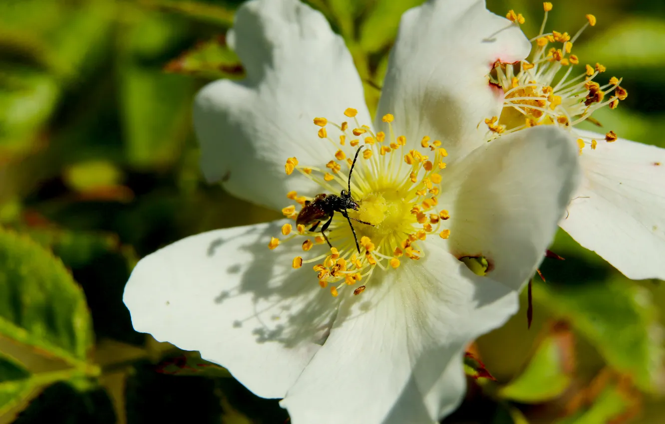 Фото обои white, flower, blooming