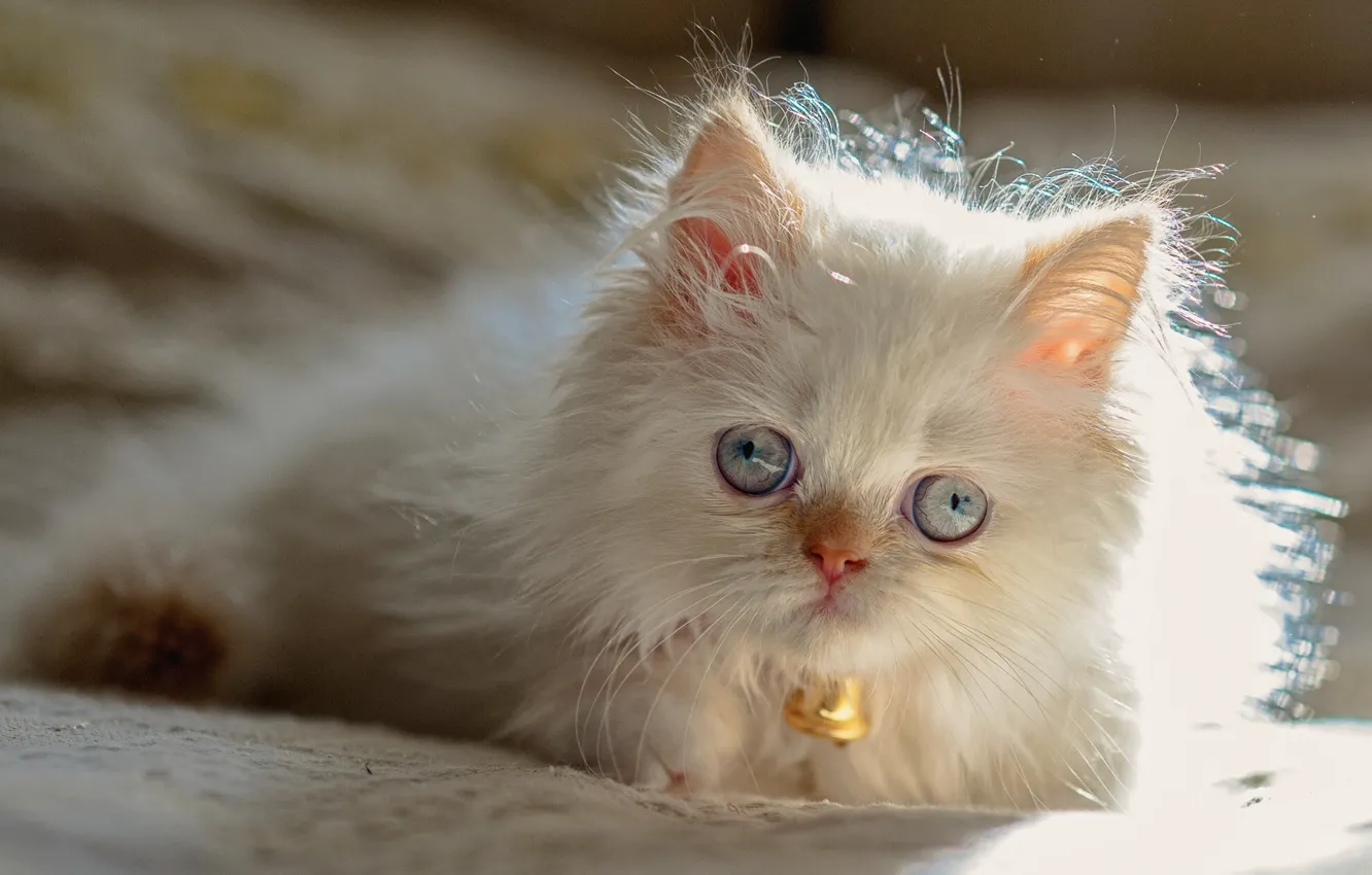 Фото обои голубые глаза, котейка, Персидский колор-пойнт, Гималайская кошка