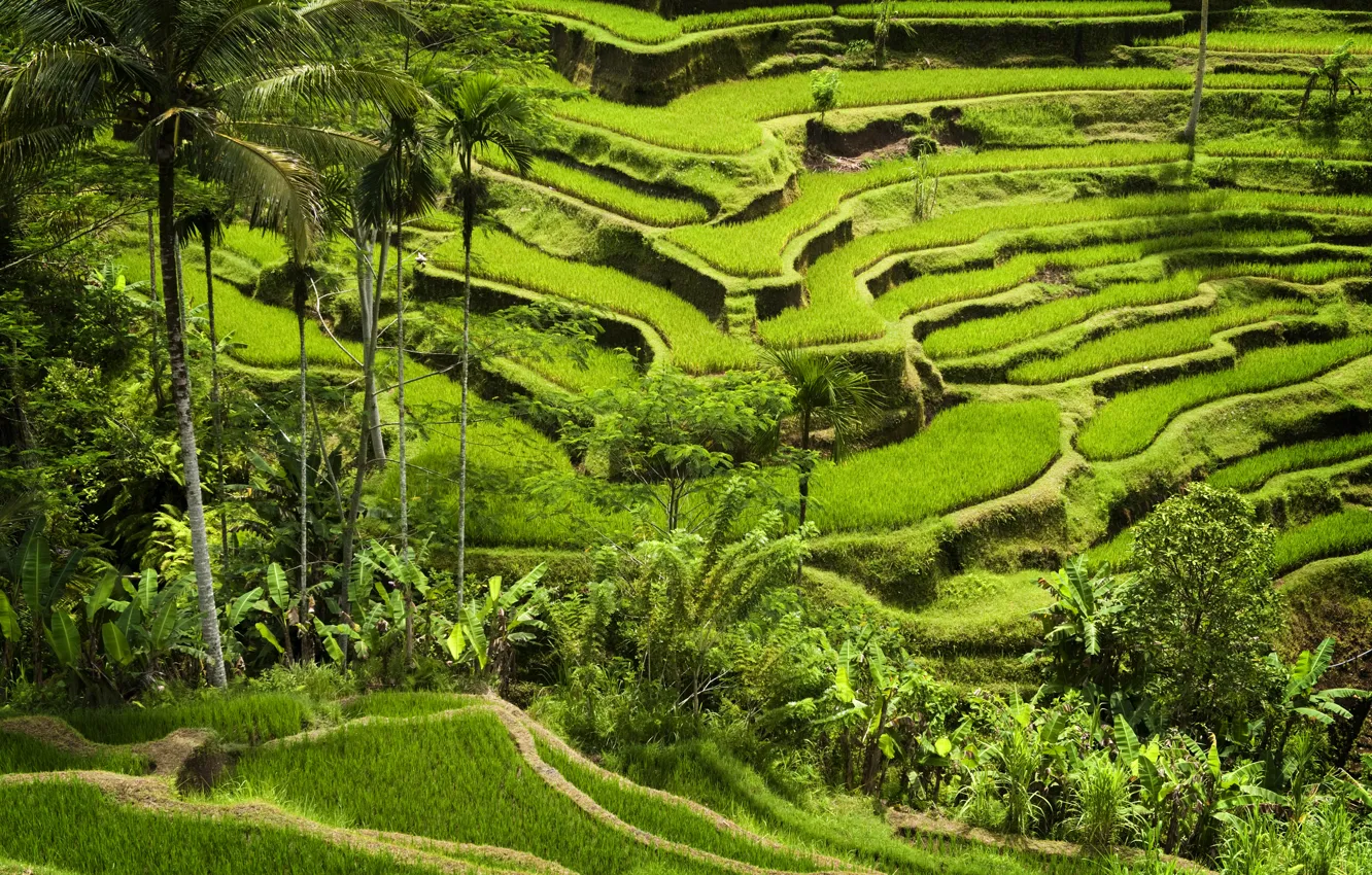 Фото обои green mountains, planting, rice crops