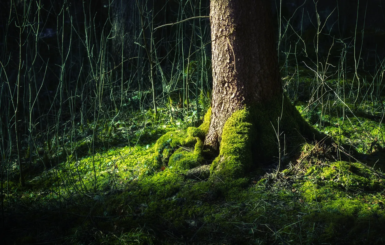 Фото обои Дерево, Лес, Зелёный, Жизни