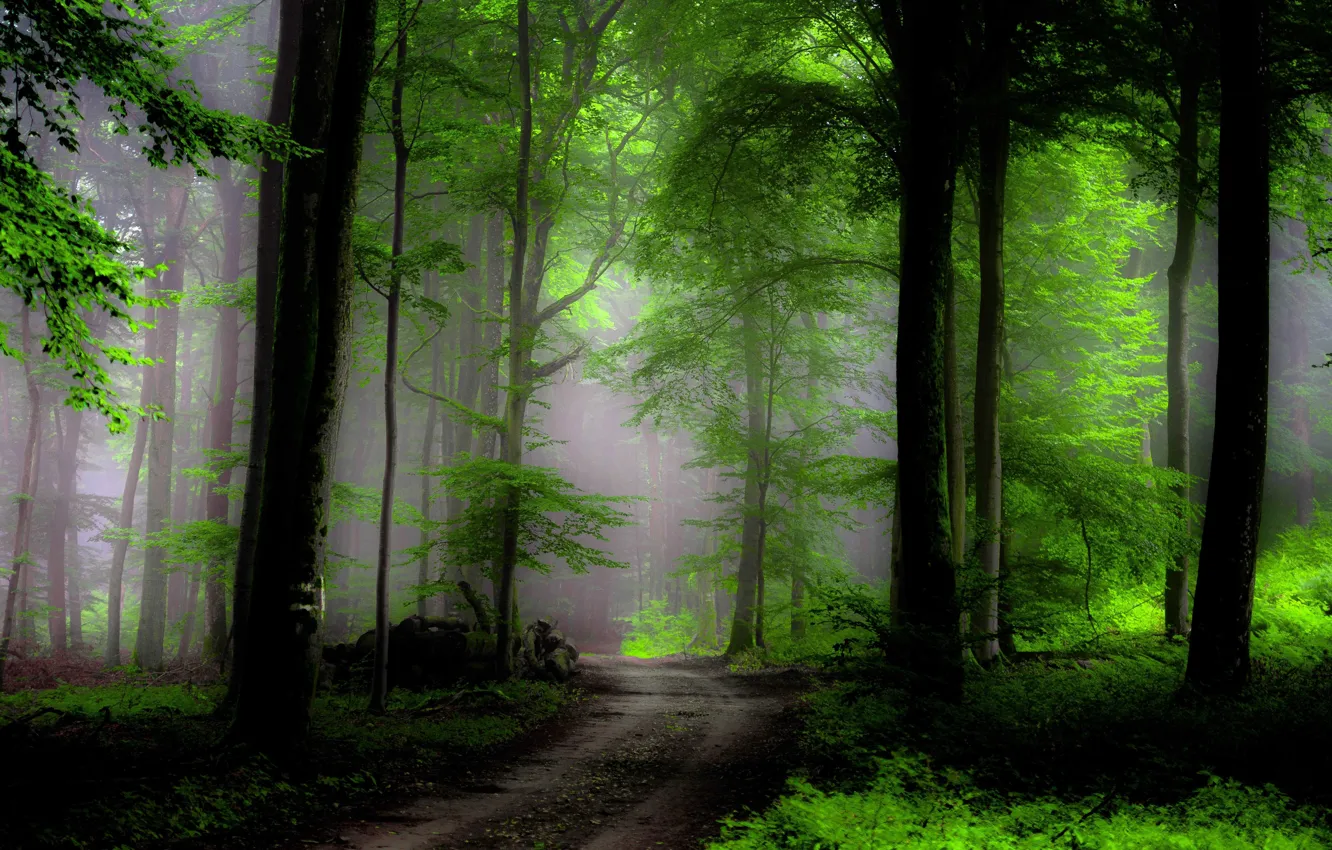 Фото обои лес, деревья, туман, путь