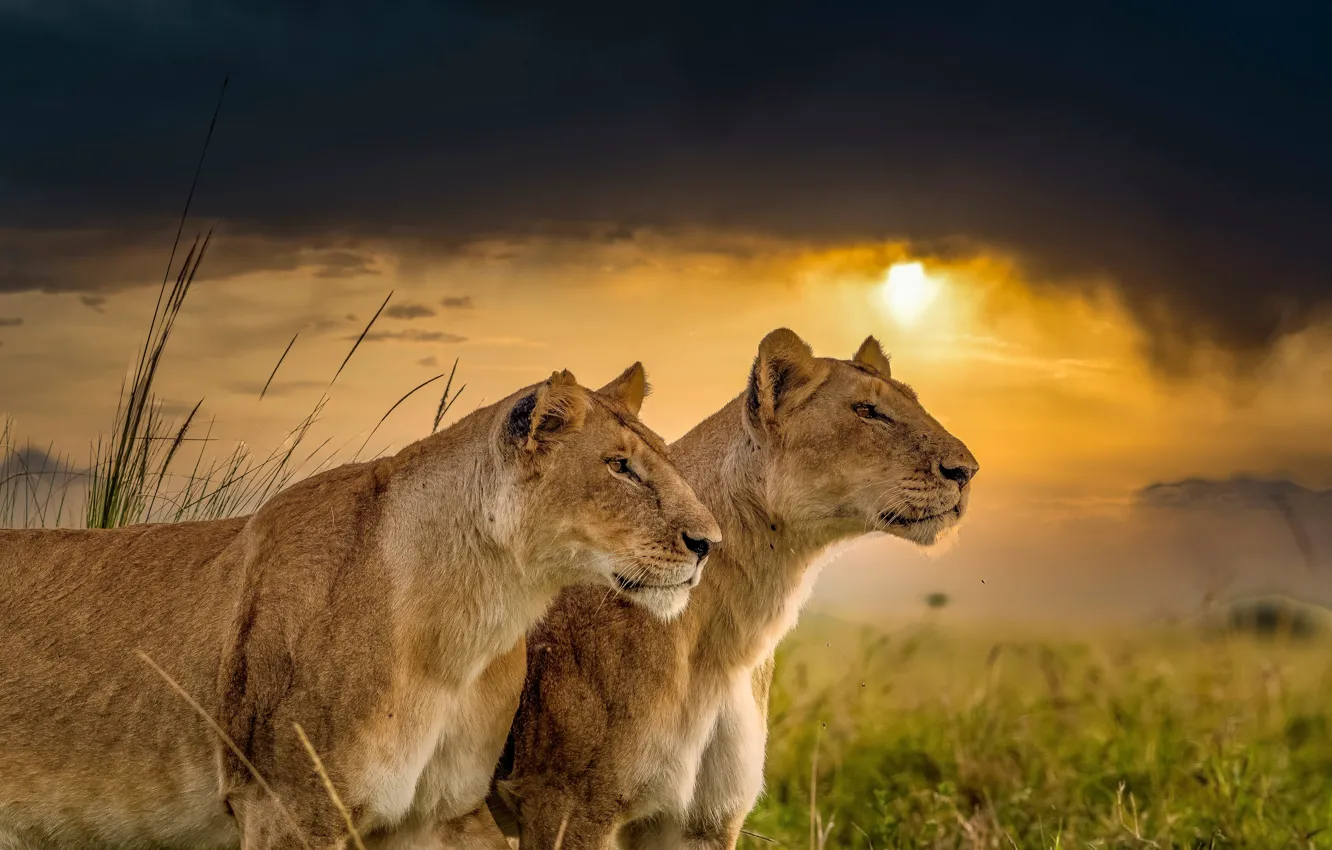 Фото обои закат, дикие кошки, львы, парочка, львицы