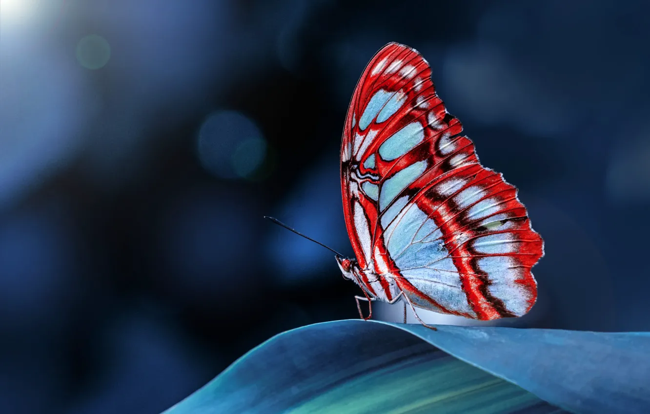Фото обои макро, бабочка, листок, насекомое, синий фон