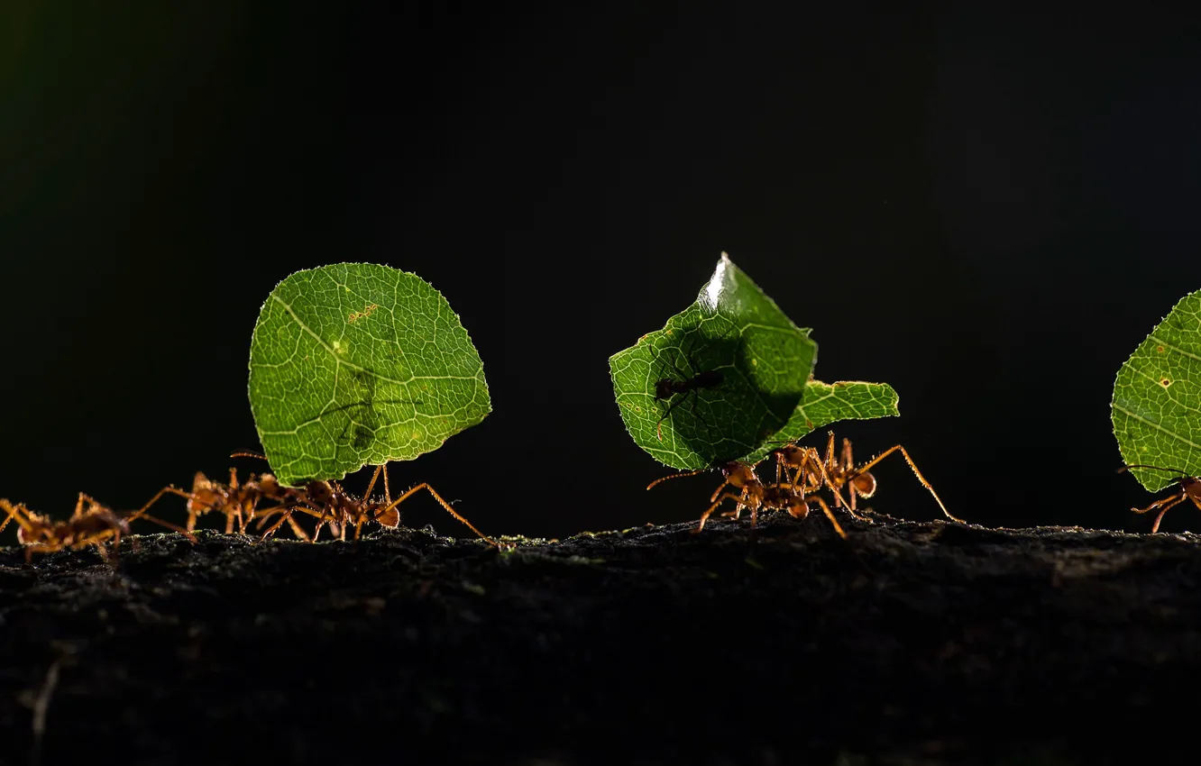 Фото обои макро, насекомые, природа, лист, муравьи