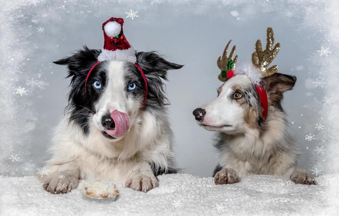 Фото обои собаки, праздник, друзья