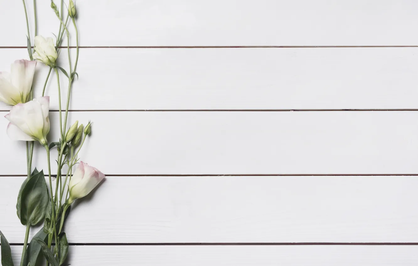 Фото обои белый, цветы, фон, Beautiful, flower, wood, эустома, eustoma