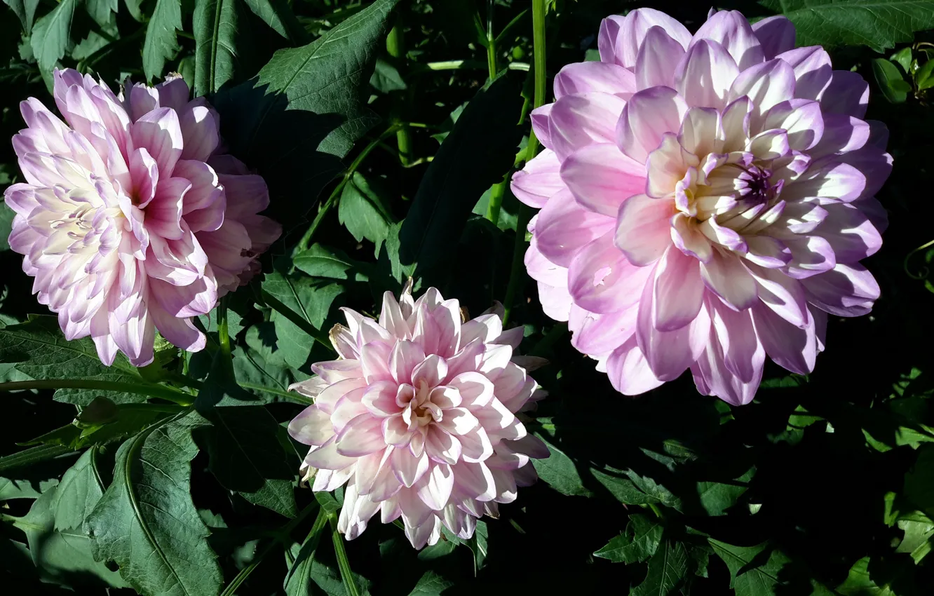 Фото обои лето, цветы, розовый, георгины