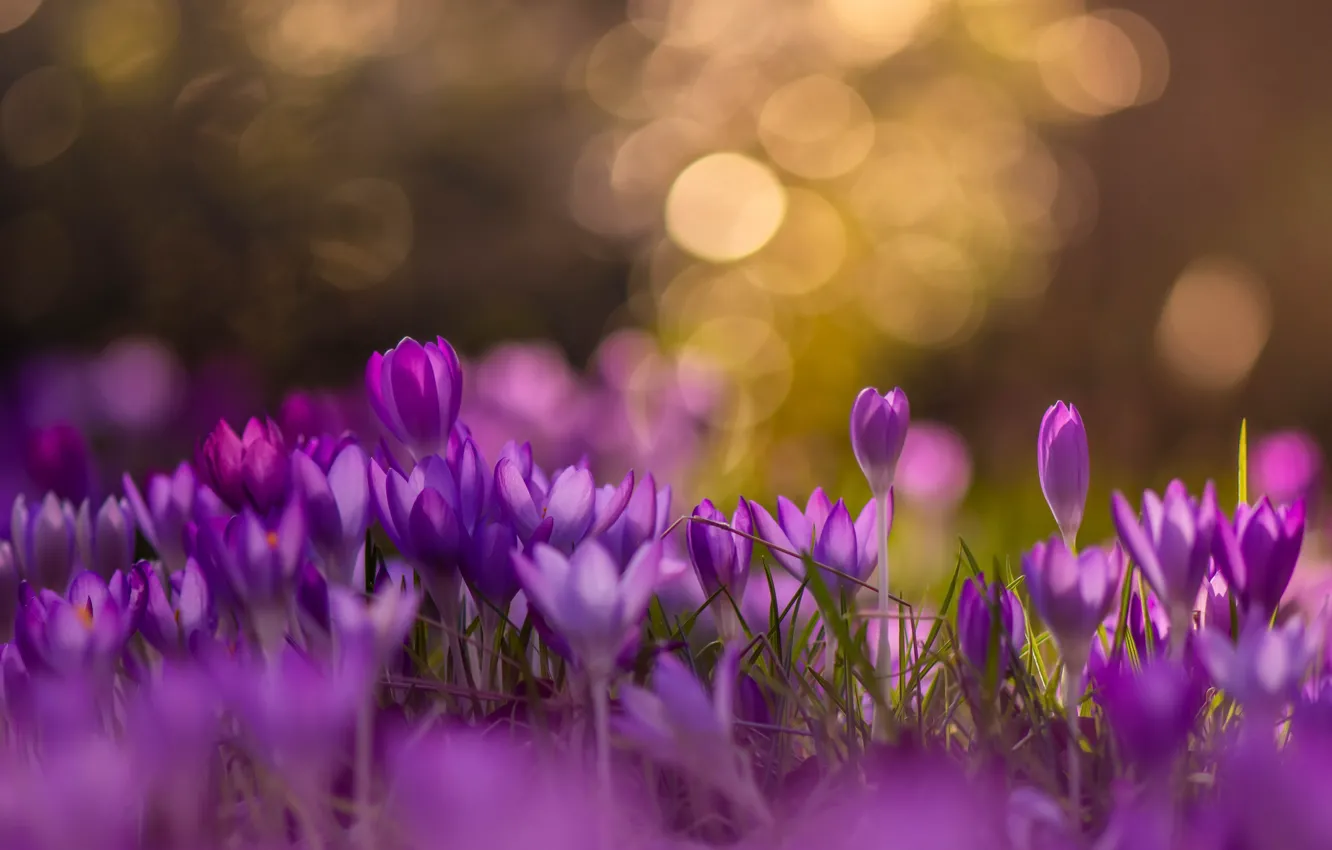 Фото обои цветы, природа, весна