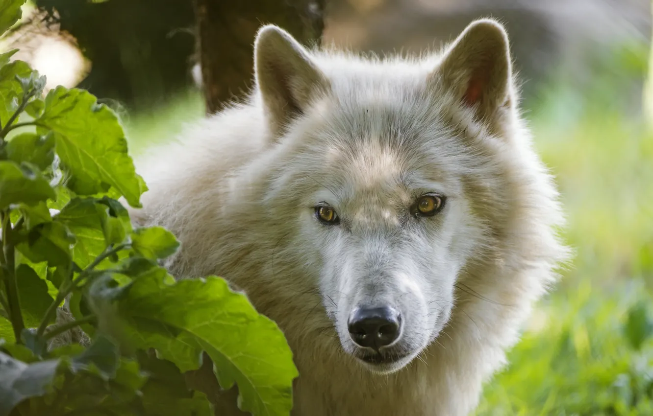 Фото обои взгляд, морда, волк, арктический волк