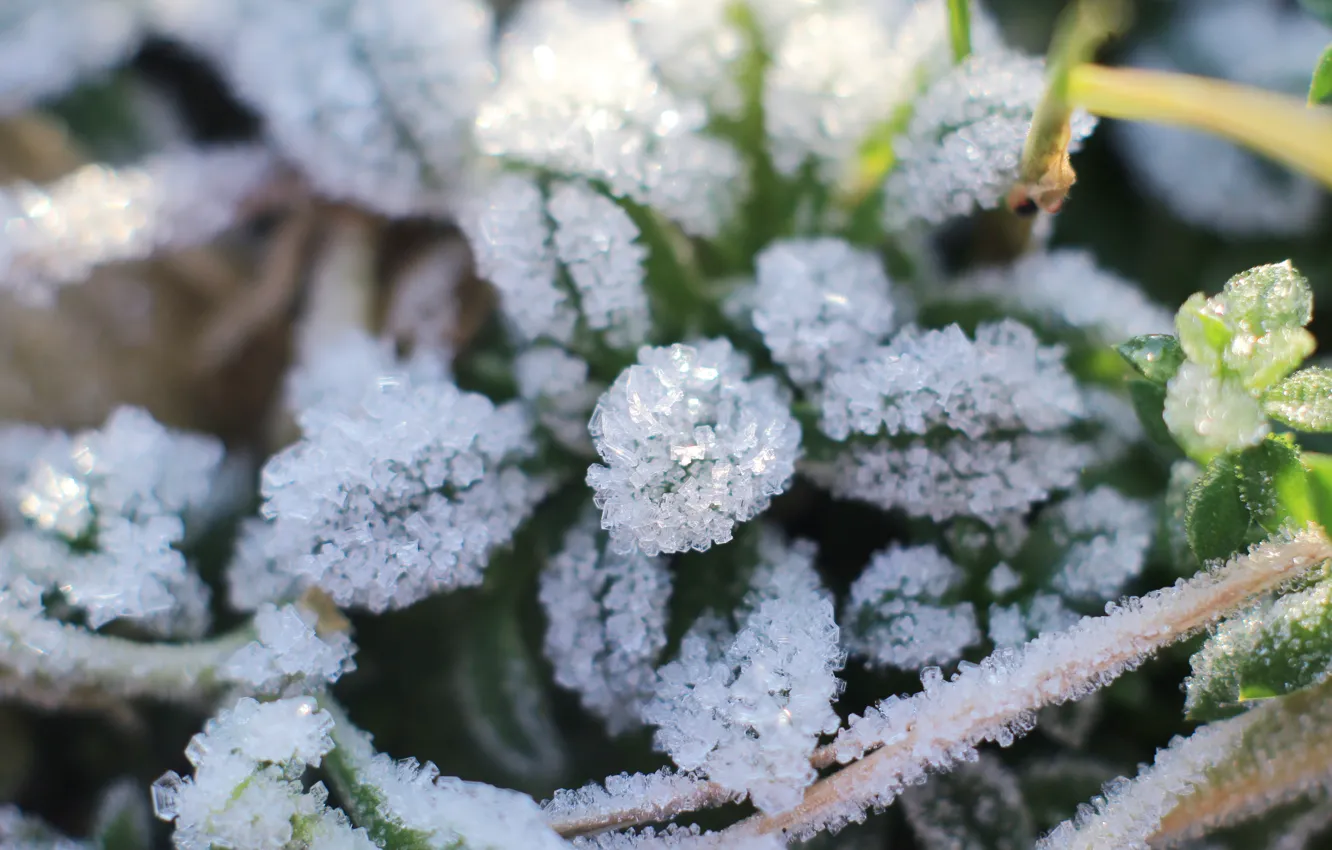 Фото обои leaf, plant, cold, hoarfrost