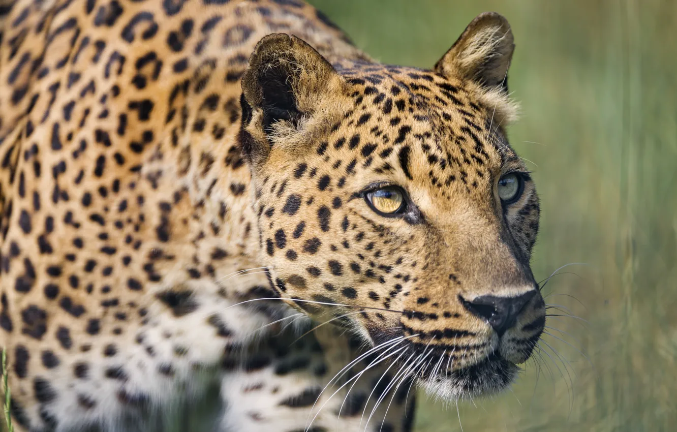 Фото обои кошка, взгляд, морда, леопард, ©Tambako The Jaguar