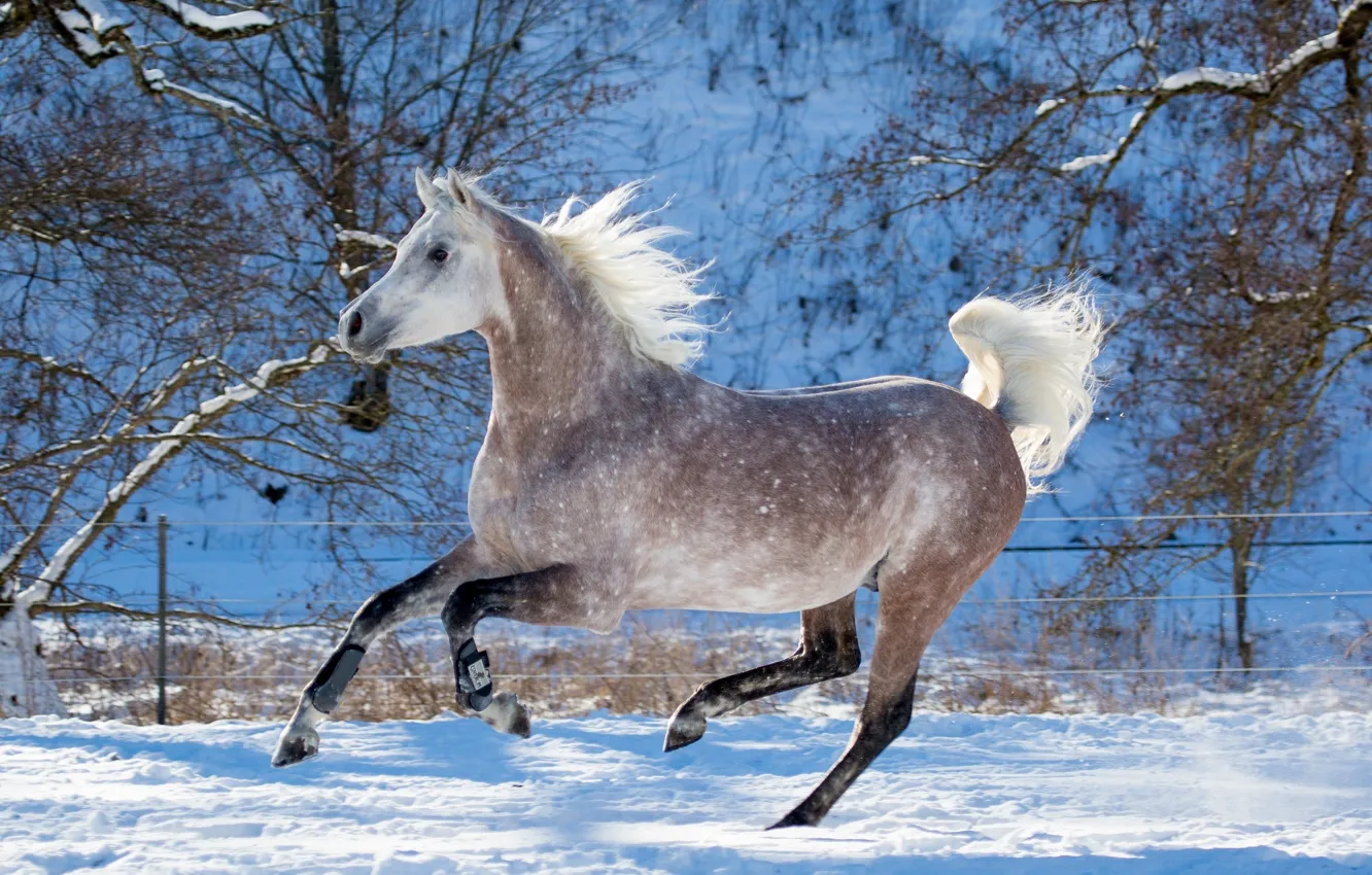 Фото обои серый, конь, лошадь, скорость, мощь, бег, грация, скачет