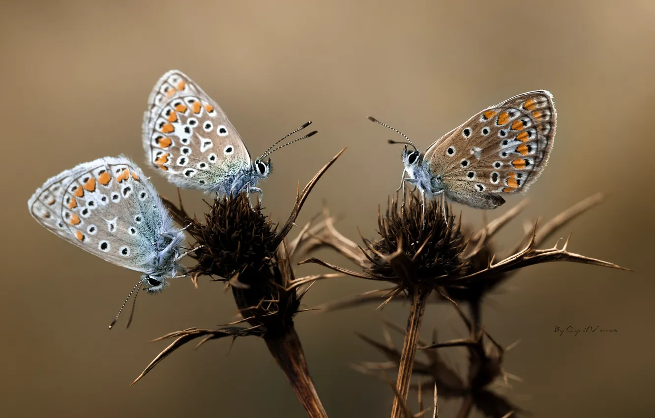 Фото обои макро, бабочки, цветы, крылья, колючки