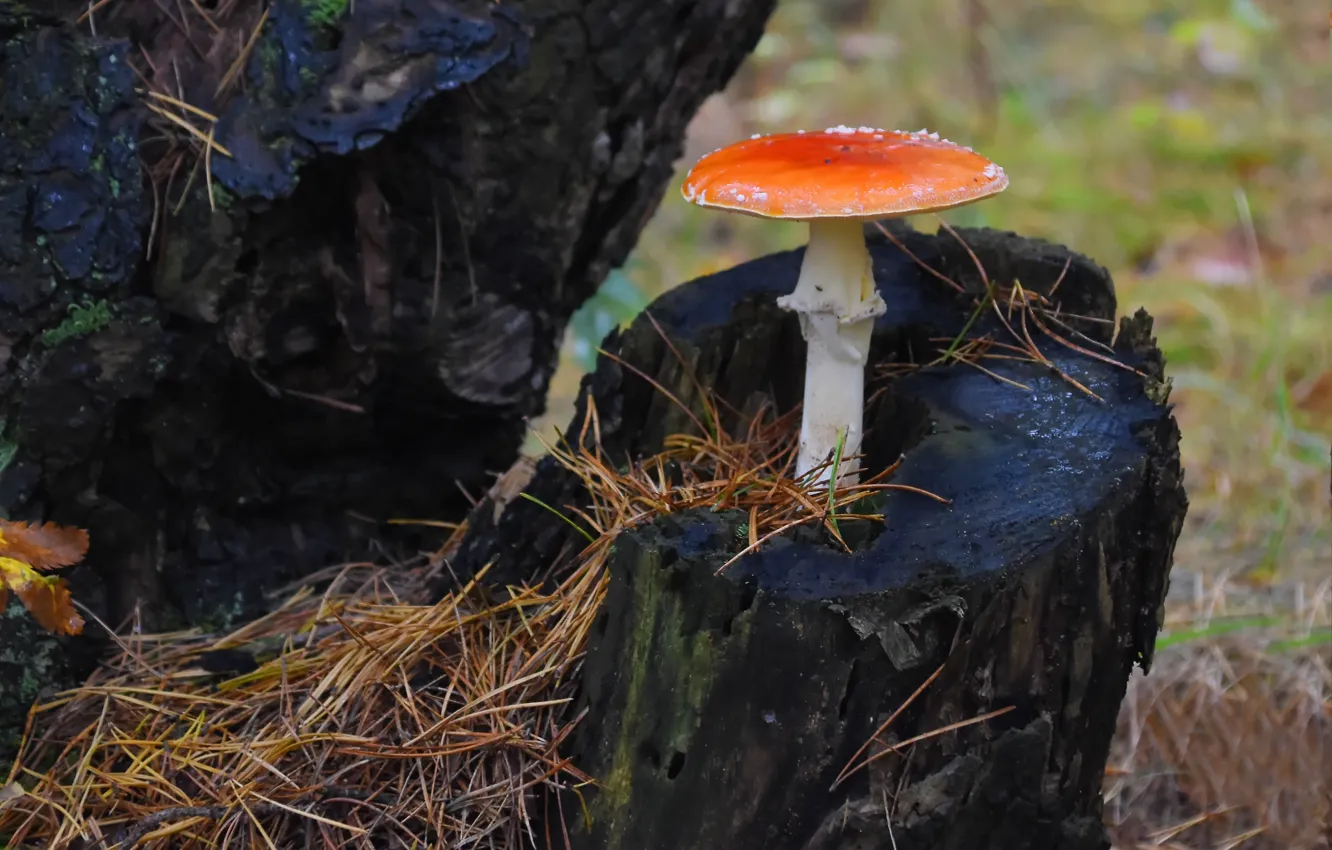 Фото обои осень, природа, грибы, мухомор