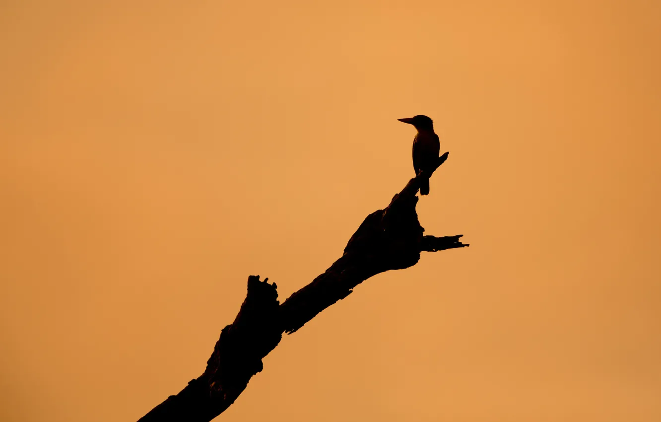 Фото обои фон, дерево, птица