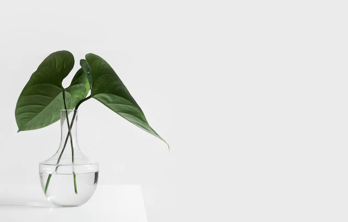 Фото обои стол, растение, белый фон, ваза, стеклянная