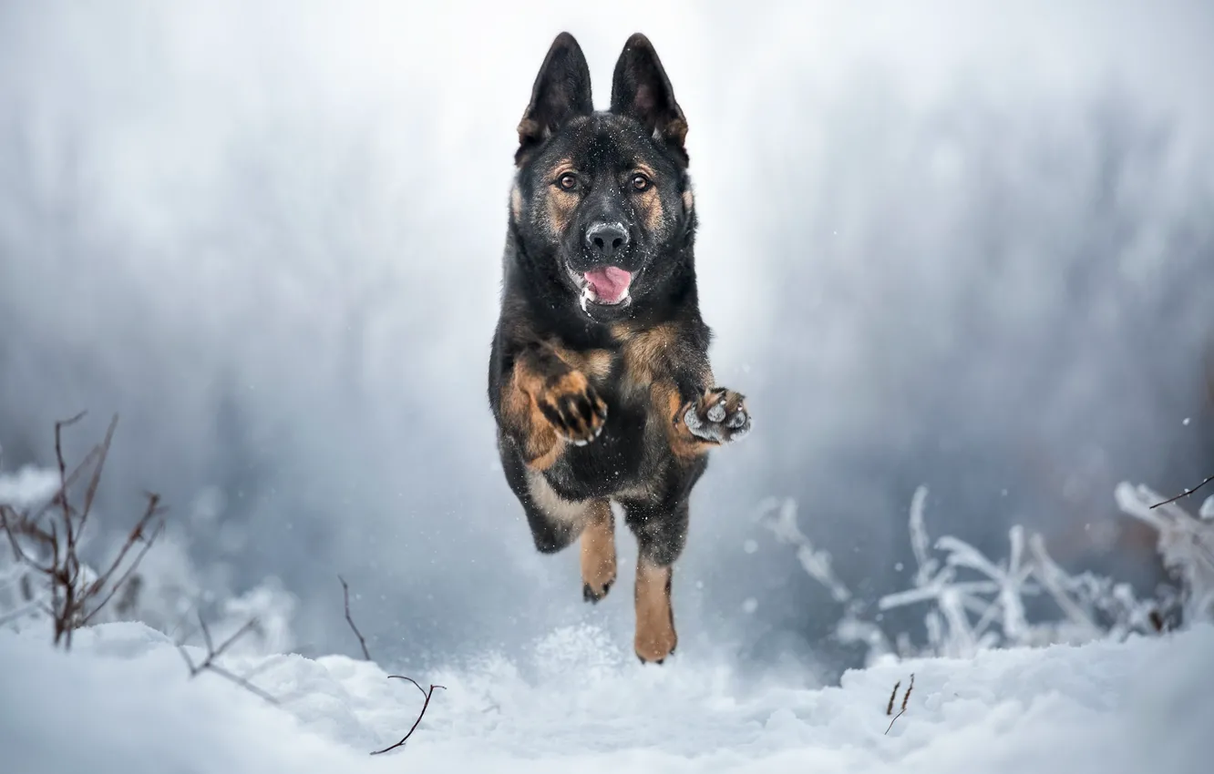 Фото обои зима, собака, бег