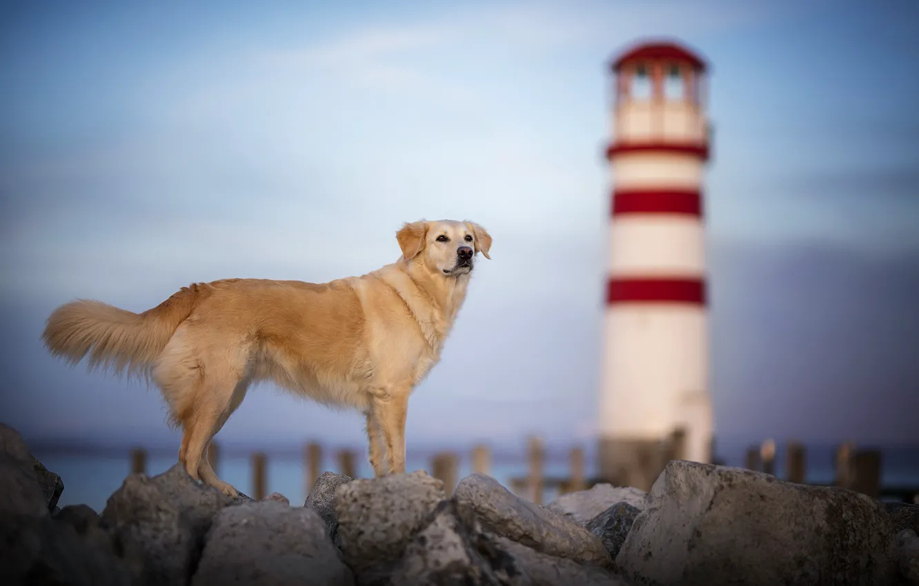 Фото обои берег, маяк, собака