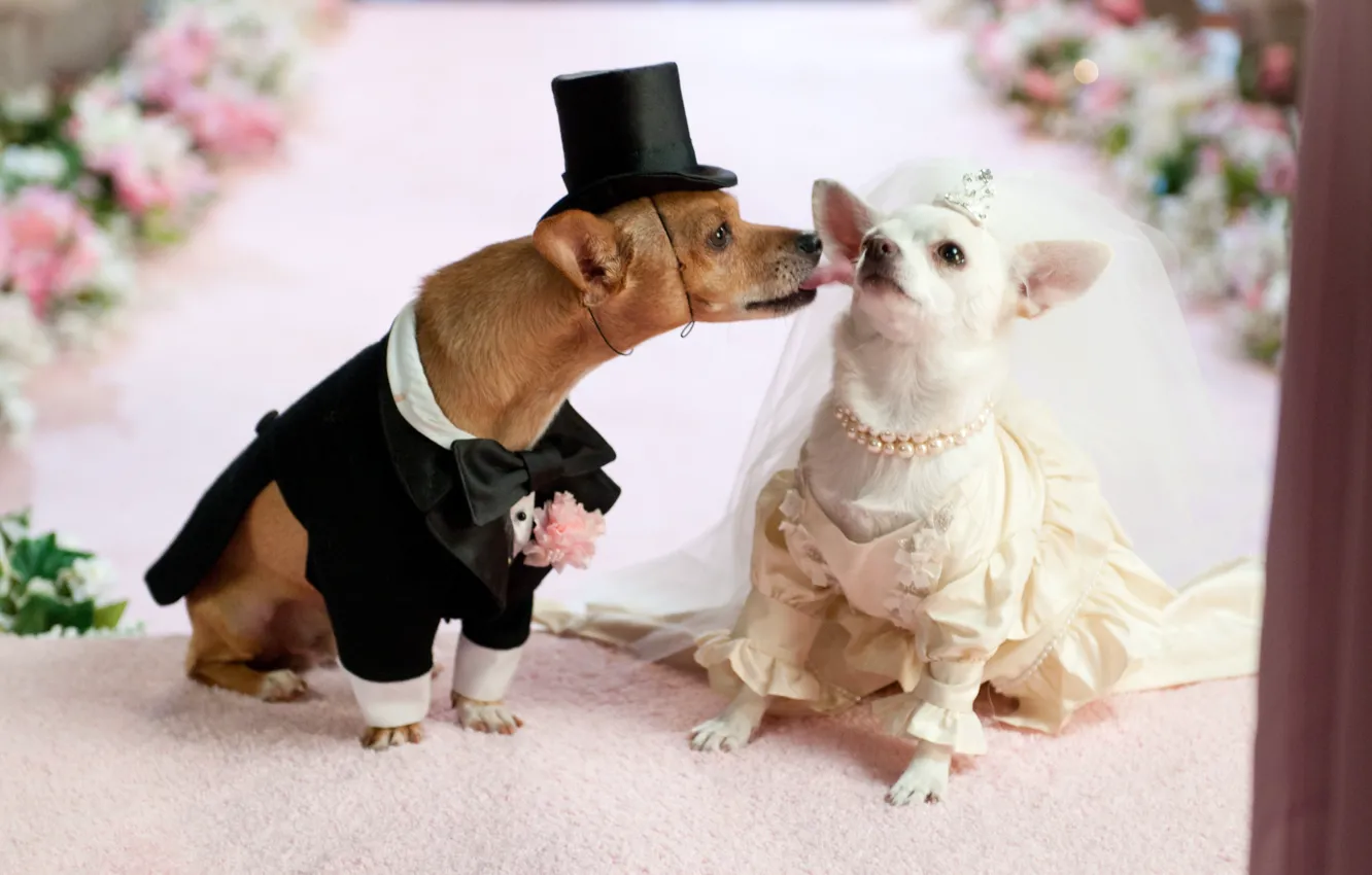 Фото обои собаки, любовь, свадьба