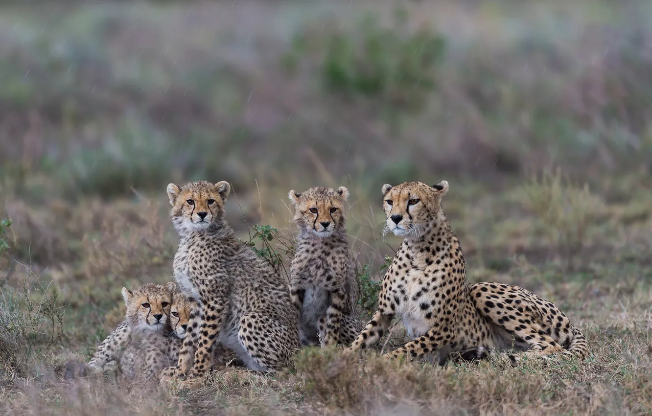 Фото обои семейный портрет, гепарды, семейка, детёныши, Танзания