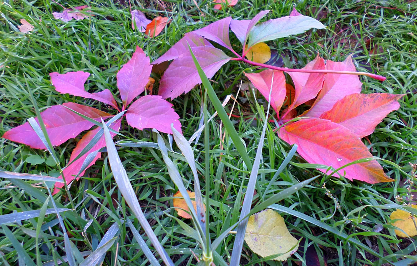 Фото обои осень, трава, листья