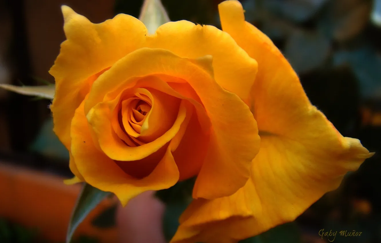 Фото обои цветок, макро, фон, лепестки, желтая роза