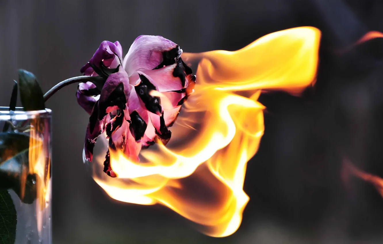 Фото обои цветок, огонь, пламя, роза, ваза