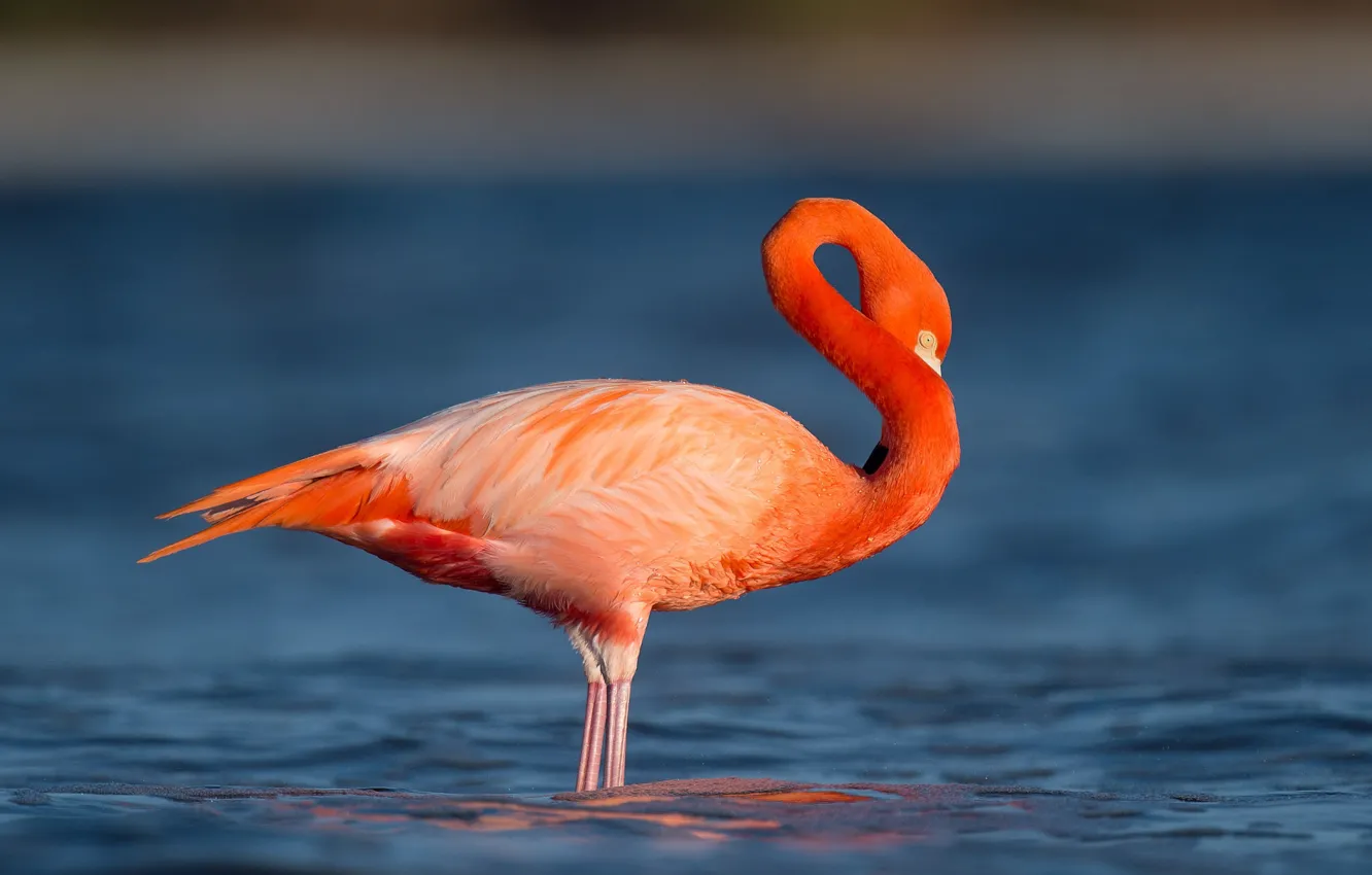 Фото обои water, eye, wildlife, flamingo