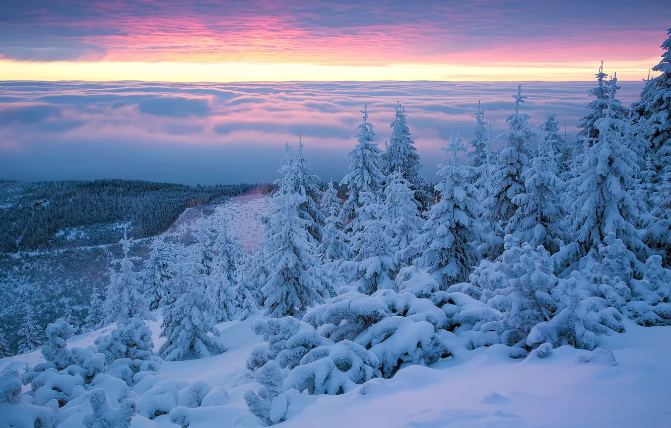 Фото обои зима, снег, деревья, рассвет, утро, ели, Польша, сугробы